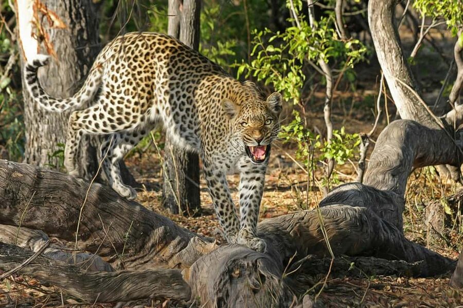 Jhalana Leopard Safari Jaipur – Sunrise & Sunset Jeep Safari - Riding the open 4x4 through dry forest