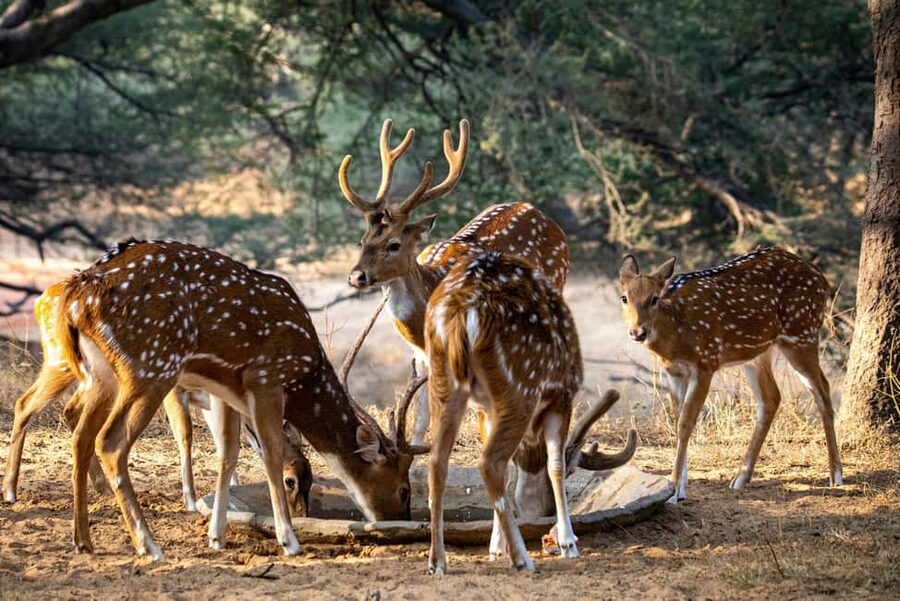 Jhalana Leopard Safari Jaipur – Sunrise & Sunset Jeep Safari - What else you may see between leopard searches