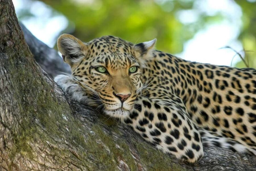 Jhalana Leopard Safari Jaipur – Sunrise & Sunset Jeep Safari - What to bring for a more comfortable three hours