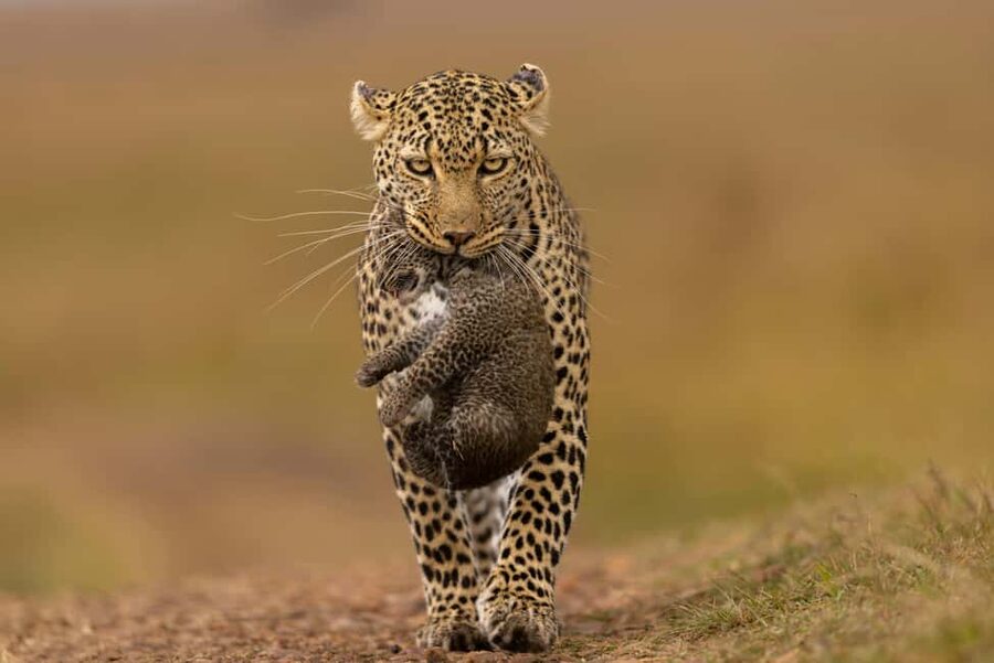 Jhalana Leopard Safari Jaipur – Sunrise & Sunset Jeep Safari - Starting at Jhalana Leopard Safari Park