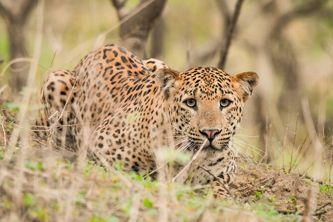 Jhalana Panther Safari Park Tour in Jaipur - Key points at a glance