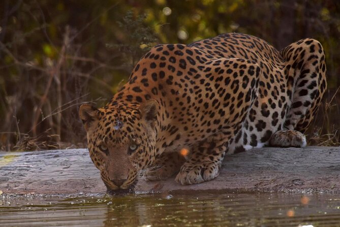 Jhalana Panther Safari Park Tour in Jaipur - What Jhalana Panther Safari is really like
