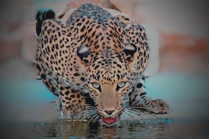 Jhalana Panther Safari Park Tour in Jaipur - Following the dirt tracks inside Jhalana