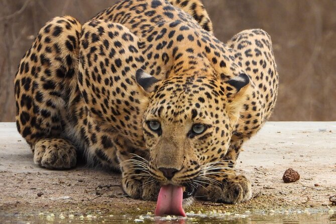 Jhalana Panther Safari Park Tour in Jaipur - What the vehicle and group size mean