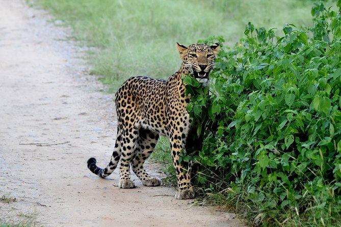 Jhalana Panther Safari Park Tour in Jaipur - From Jaipur streets to the forest gate
