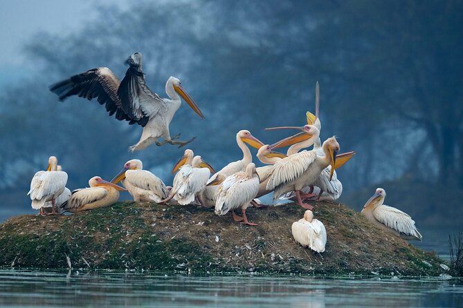 Keoladeo Birds Park Tour From Agra To Jaipur Including Entry - Why this Agra to Jaipur route makes sense