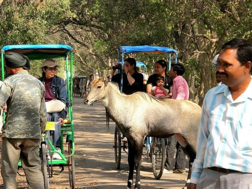Keoladeo National Park Tickets and Guided Tour - How to get the best birdwatching experience
