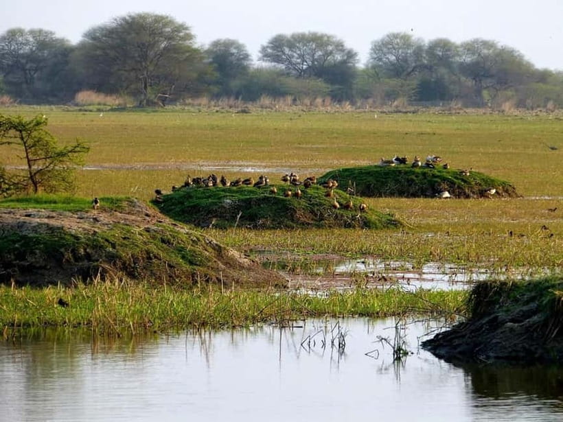 Keoladeo National Park Tickets and Guided Tour - The guided rickshaw ride