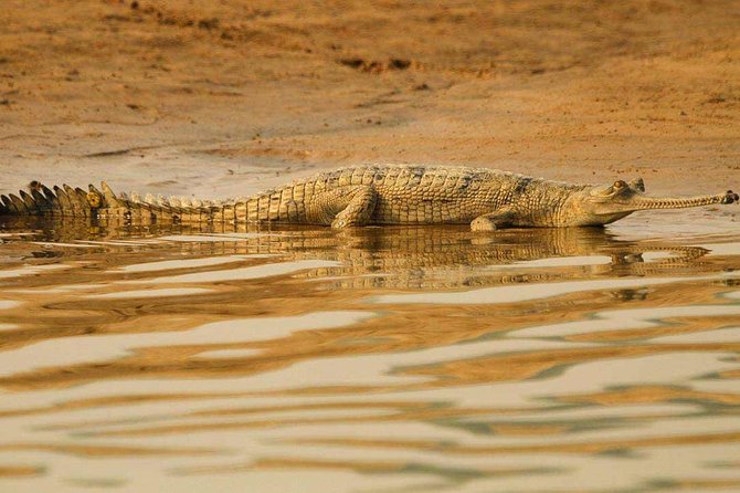 National Chambal Sanctuary and Alligator Day Tour from Agra - Key points to know before booking