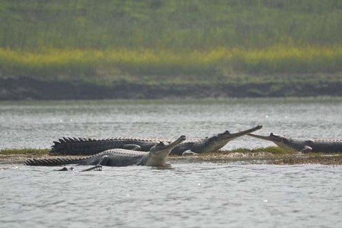 National Chambal Sanctuary and Alligator Day Tour from Agra - Why the Chambal River makes a fine escape from Agra