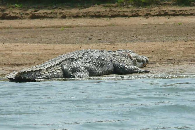 National Chambal Sanctuary and Alligator Day Tour from Agra - Lunch at the eco-lodge before the river