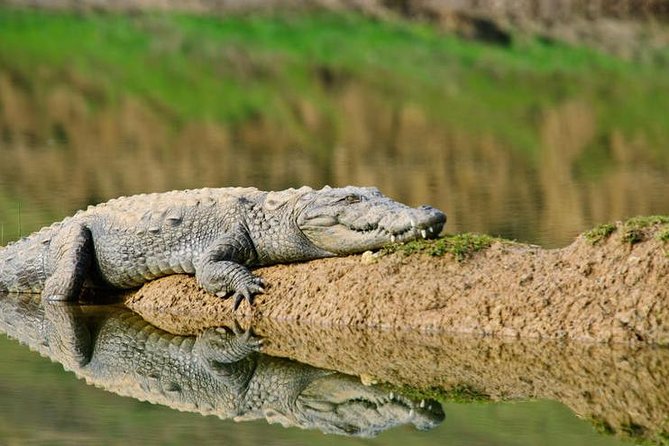 National Chambal Sanctuary and Alligator Day Tour from Agra - Bateshwar’s temples and the sound of brass bells