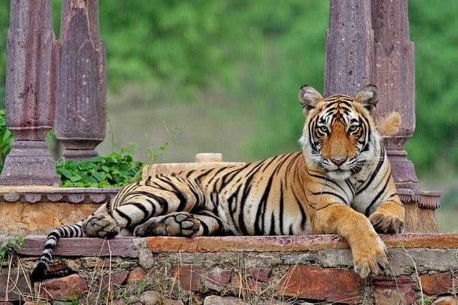 Night Safari in Jaipur on an Open Jeep - Jal Mahal is a fifteen-minute photo stop