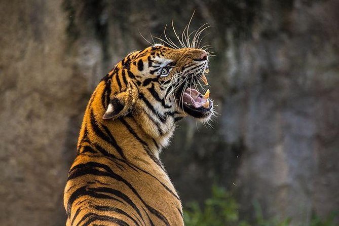 Private 2-Day Tour to Ranthambhore Tiger Safari from Jaipur - Why two days makes sense from Jaipur