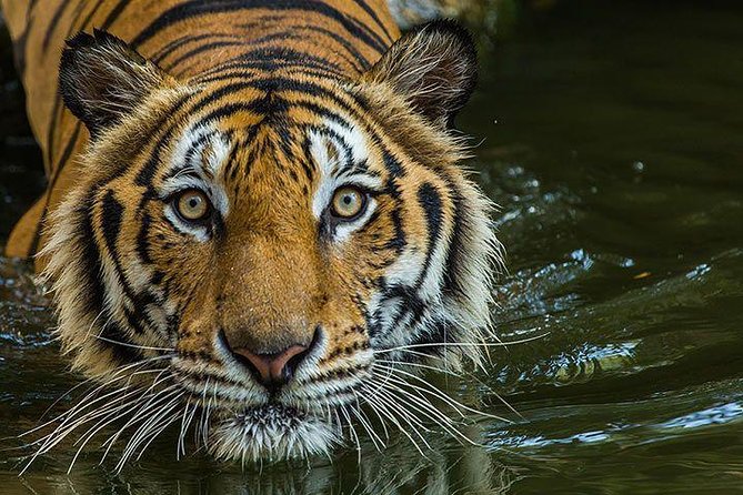 Private 2-Day Tour to Ranthambhore Tiger Safari from Jaipur - What the price includes at $220