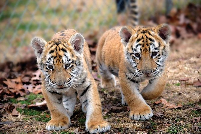 Private 2-Day Tour to Ranthambhore Tiger Safari from Jaipur - Cancellation and planning details
