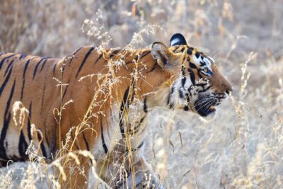 Private 3-Day Ranthambhore Tiger Tour from Agra ending in Jaipur