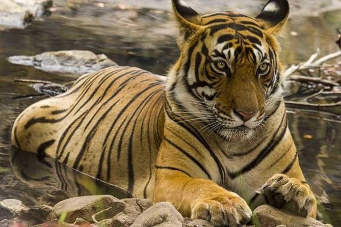 Private 4-Day Wildlife & Taj Mahal Tour from Jaipur to Delhi - Why this Jaipur to Delhi route works