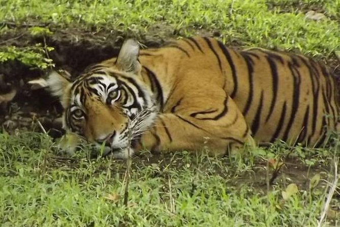 Private 4-Day Wildlife & Taj Mahal Tour from Jaipur to Delhi - Who should book this four-day trip