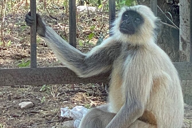 Private Day Trip to Abhaneri Stepwell & Monkey Temple from Jaipur - What the guides add at each stop