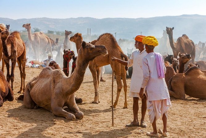 Private Day Trip to Ajmer and Pushkar from Jaipur - What to wear, carry, and expect at the temples