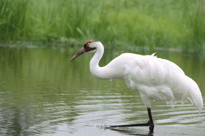 Private Day-Trip to Bharatpur Bird Sanctuary from Agra - Why Keoladeo is worth the early alarm