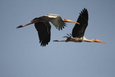 Private Day-Trip to Bharatpur Bird Sanctuary from Agra