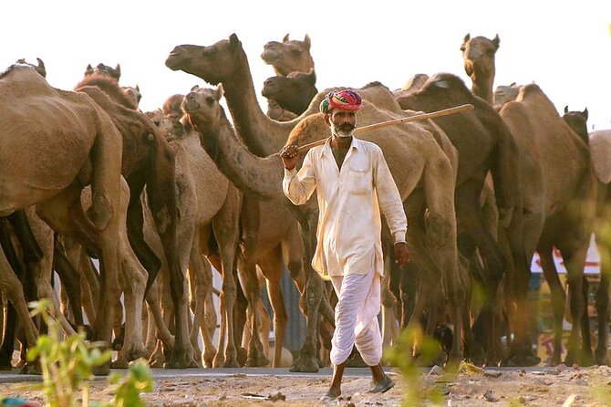 Private Day Trip to Pushkar From Jaipur - What the private format really gives you