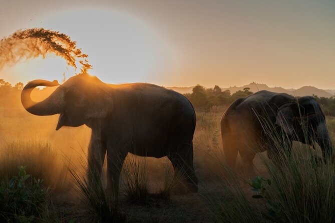 Private Elephant Sanctuary - Meeting an Elephant Near Jaipur