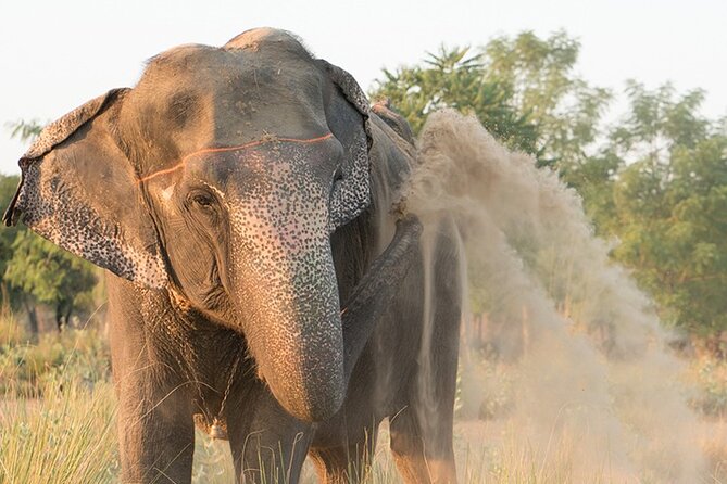 Private Elephant Sanctuary - Washing an Elephant With a Hose and Scrub Brush