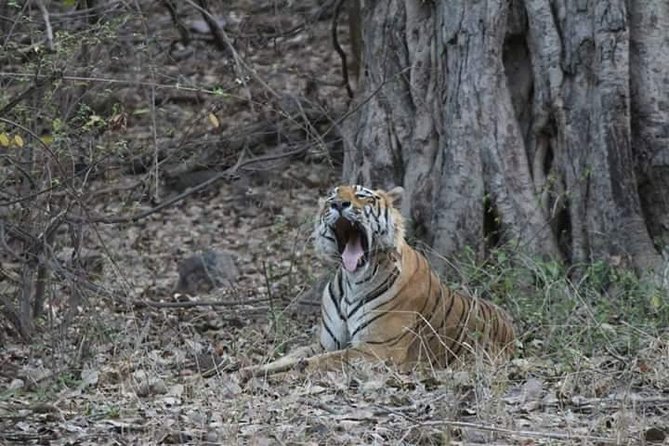 Private Full Day Trip to Ranthambore - Why Ranthambore makes a long day from Jaipur