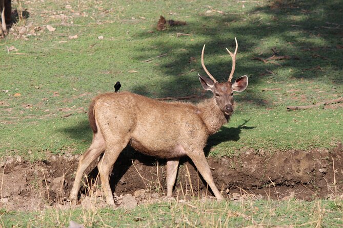 Private Full Day Trip to Ranthambore - Returning to Jaipur after the park