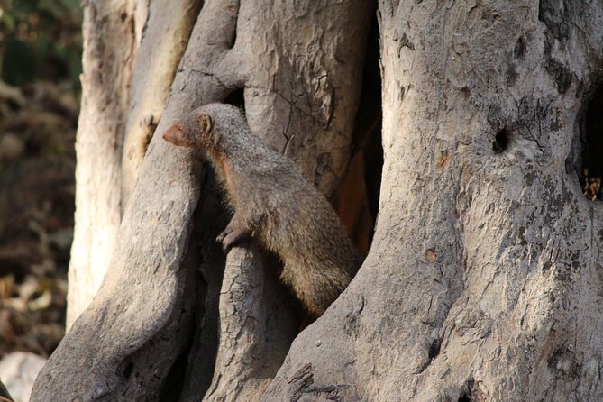 Private Full Day Trip to Ranthambore - The afternoon safari and the search for tigers