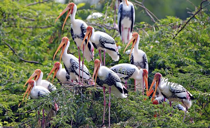 Private Keoladeo National Park Tour sightseeing - All Inclusive - Key points at a glance
