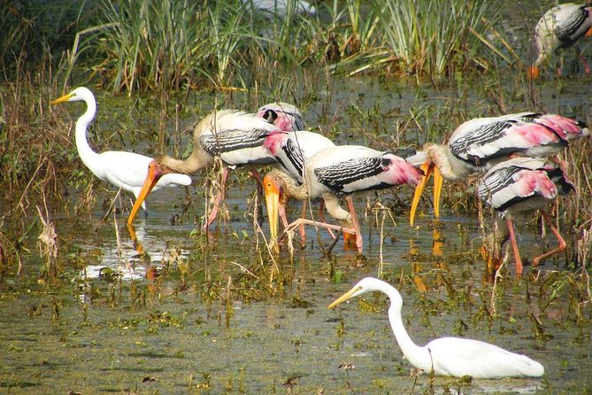 Private Keoladeo National Park Tour sightseeing - All Inclusive - Why Keoladeo makes a good break from Agra