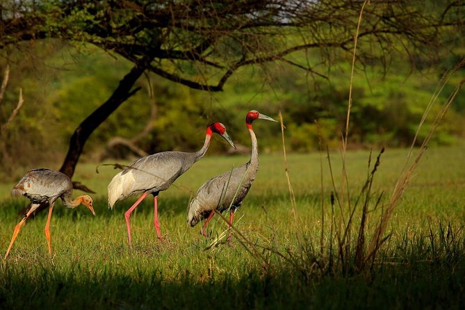 Private Keoladeo National Park Tour sightseeing - All Inclusive - Choosing the Agra transfer package