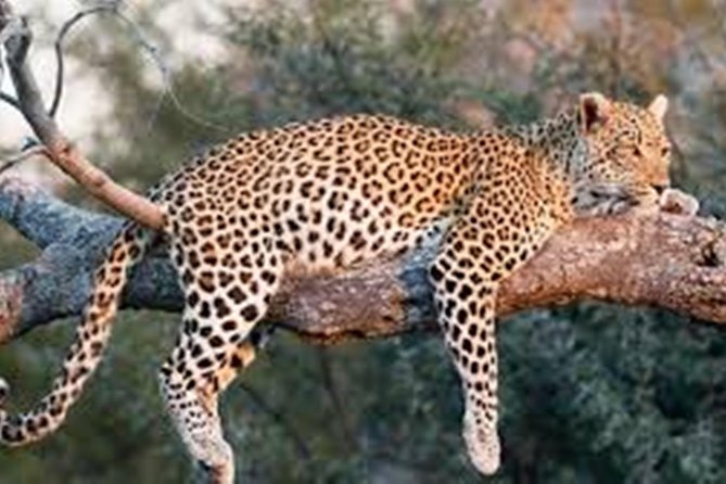 Private Tour to Sariska Tiger National Park by Car from Jaipur - Returning to Jaipur after 6 p.m.