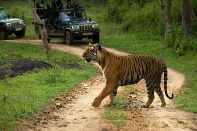 Private Tour to Sariska Tiger National Park by Car from Jaipur