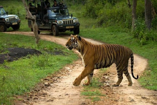 Private Tour to Sariska Tiger National Park by Car from Jaipur - The 2 p.m. safari is the heart of the outing