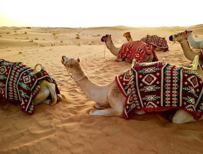 Pushkar: Camel Sunset Safari Adventure - Riding from Pushkar toward farms and villages