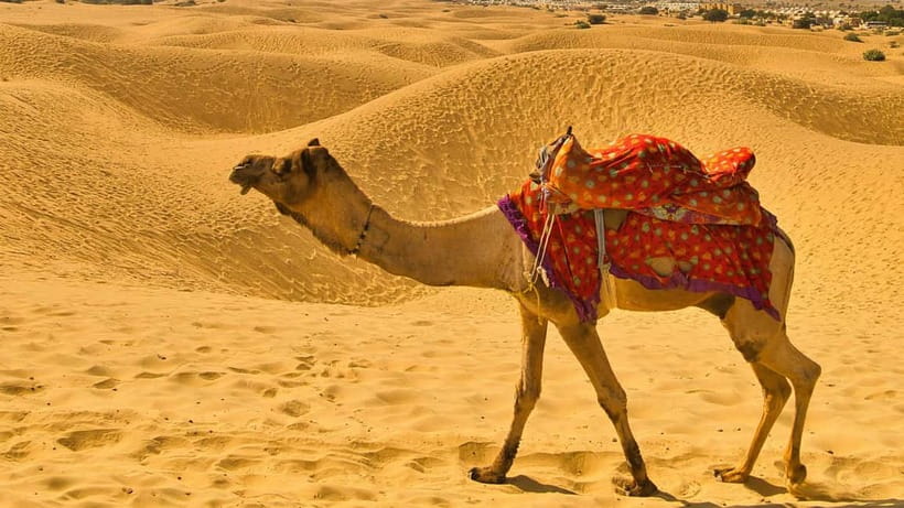 Pushkar: Camel Sunset Safari Adventure - Costume photos and ATV rides