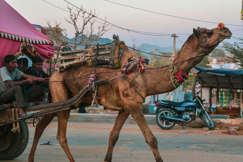 Pushkar: Camel Sunset Safari Adventure - What the $26 price includes and what it does not