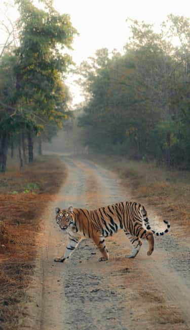 Ranthambhore: Ranthambhore Tiger Reserve Booking - Key points to know before booking