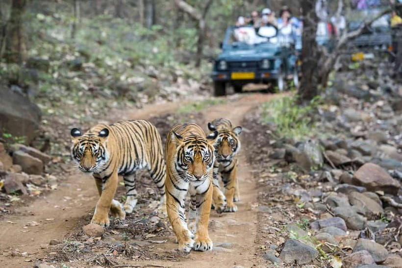 Ranthambhore: Ranthambhore Tiger Reserve Booking - What the three-and-a-half-hour drive feels like