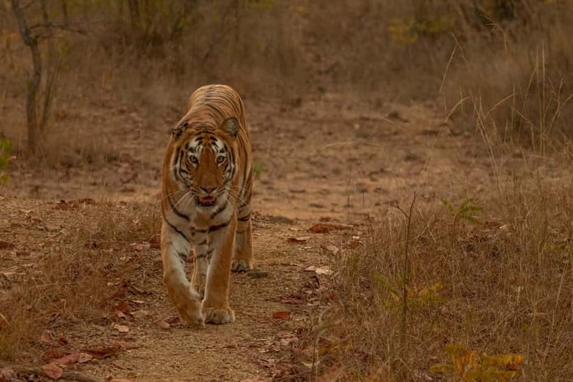 Ranthambhore: Ranthambhore Tiger Reserve Booking - Tigers, leopards, bears, deer, and birds
