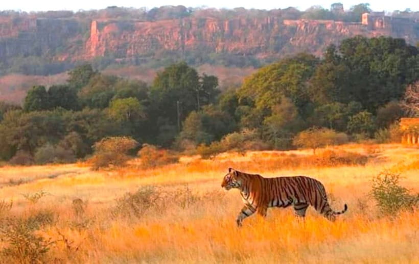Ranthambhore: Ranthambhore Tiger Reserve Booking - What to bring and what not to do