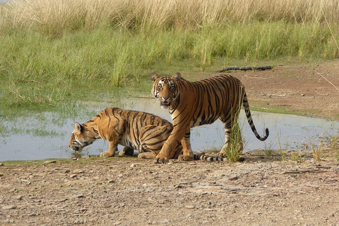 Ranthambore National Park - Key points before you book