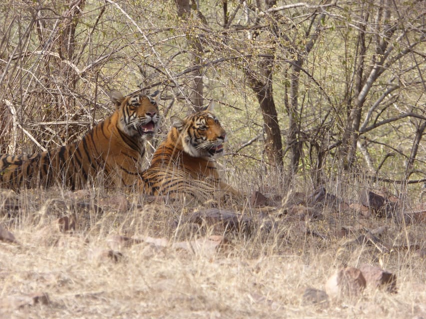 Ranthambore National Park - Should you book it?