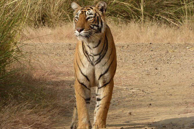 Ranthambore National Park - What this Ranthambore safari is really about