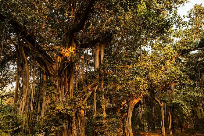 Ranthambore National Park - Understanding the safari zones and schedule